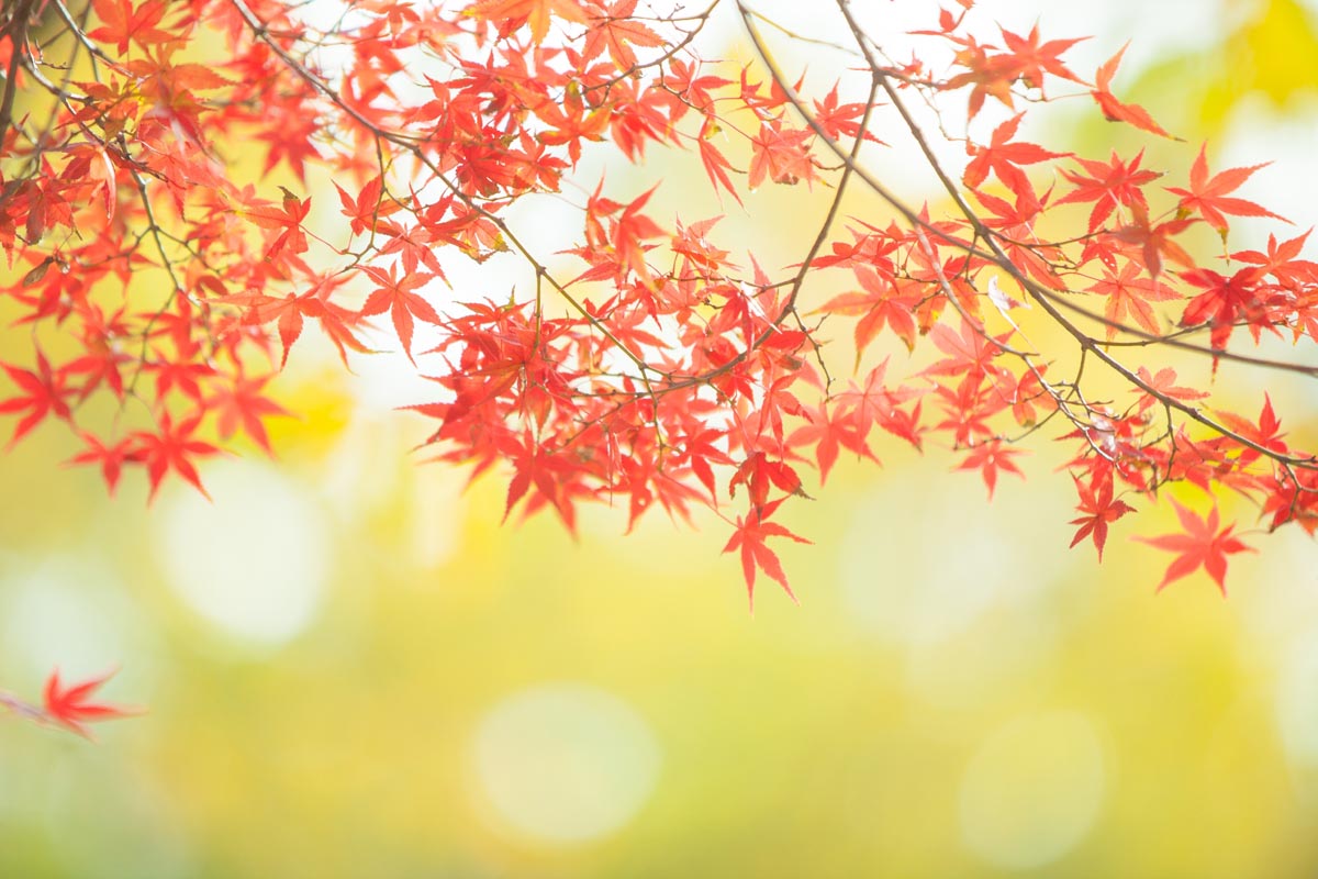 新たな年の気配を感じ始める 感謝の季節がやってきました画像