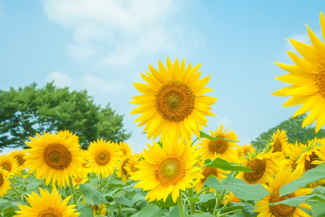 夏の終わりに想いを馳せて 画像