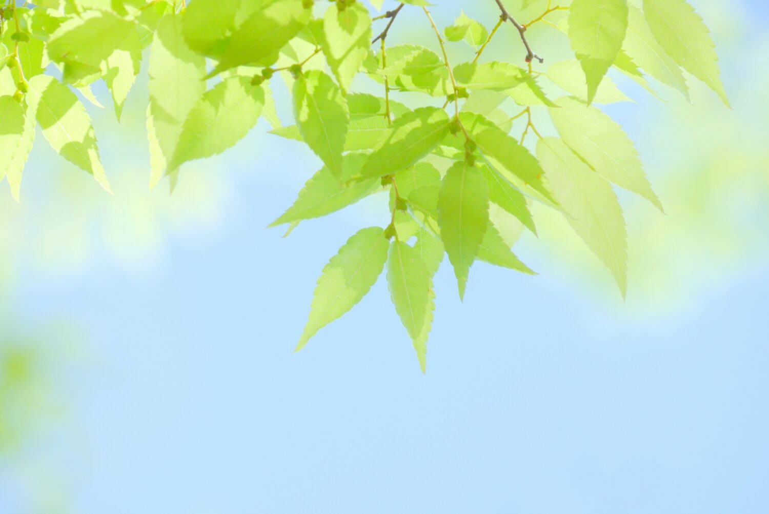 春光に包まれ、心新たに歩み出す3月画像